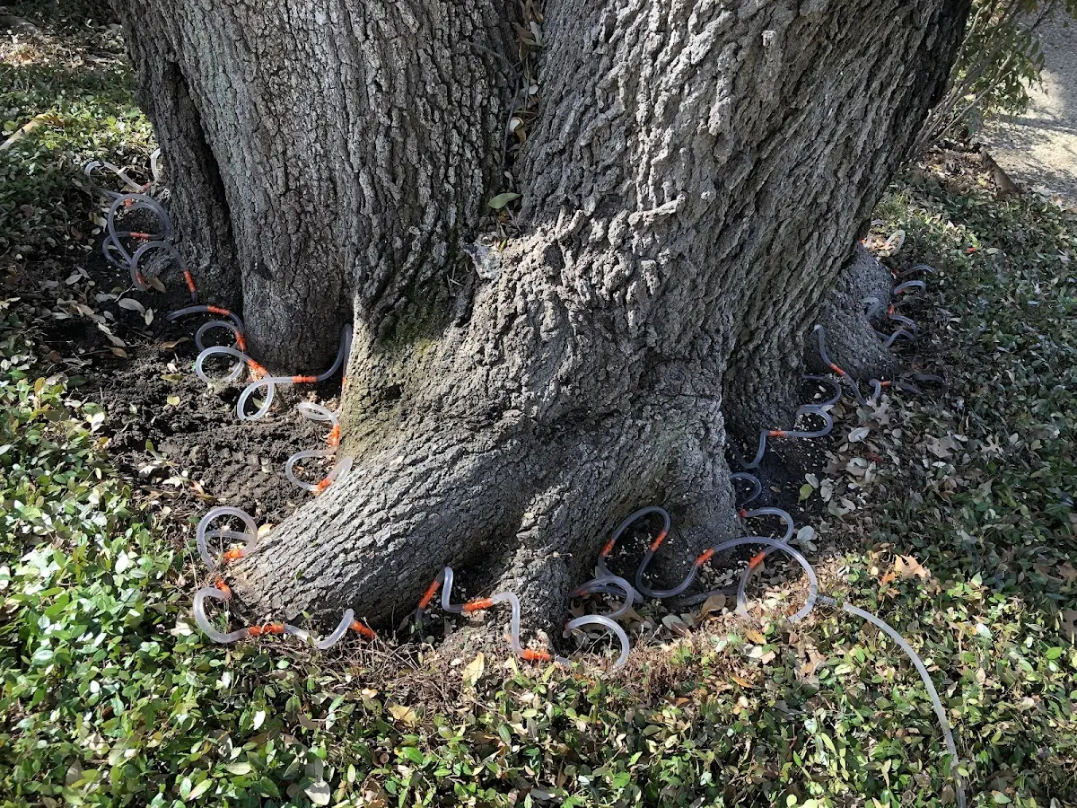 Detailed Tree Cabling and Bracing job site in Inkster